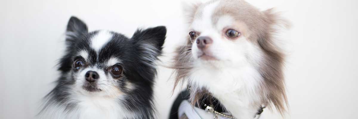 宇部市 ペット 老犬畳の東和商会