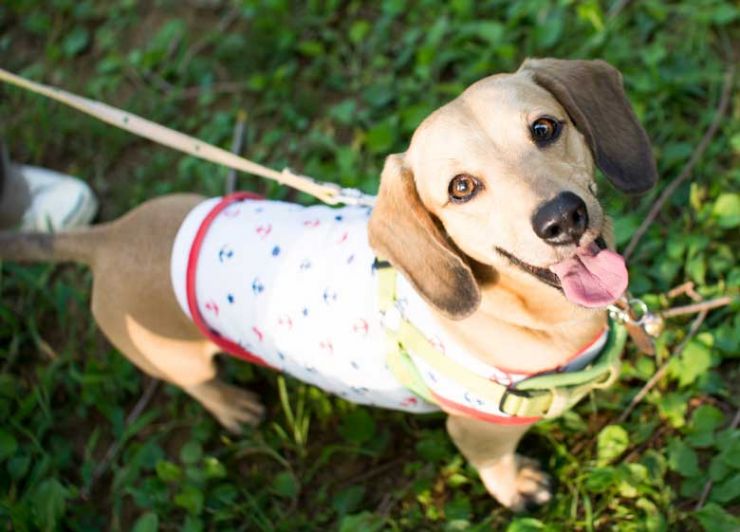 ペットと畳 ペット畳 犬 食べこぼし（宇部市)