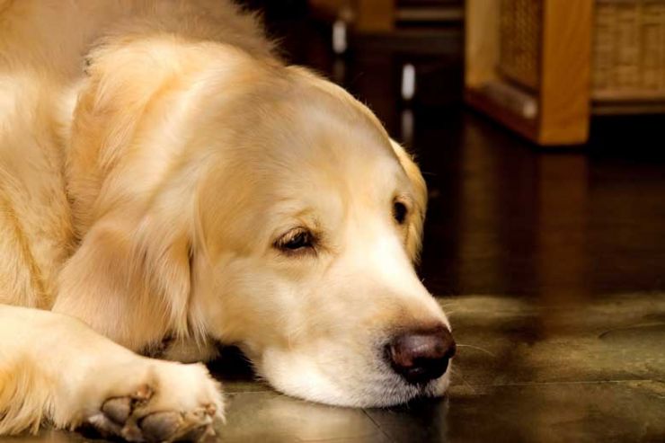 ペットと畳 ペット畳 犬　美祢市