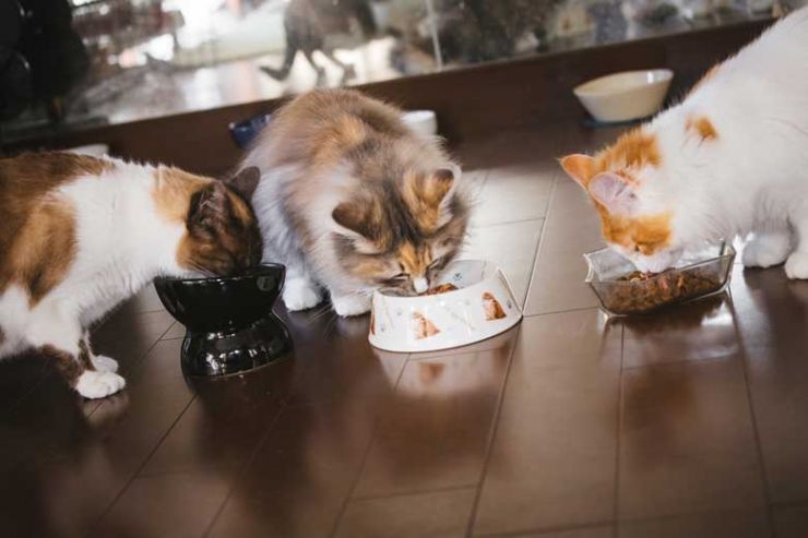 ペットと畳 ペット畳 猫 食べこぼし（山陽小野田市)